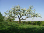 Een van de 60 oude fruitbomen in volle pracht.